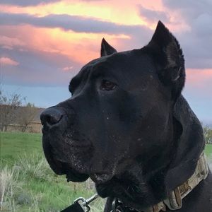 Meet your Posher, Liam